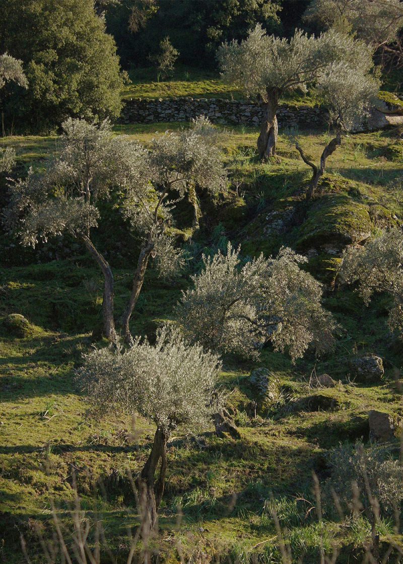 grid ingredient olive