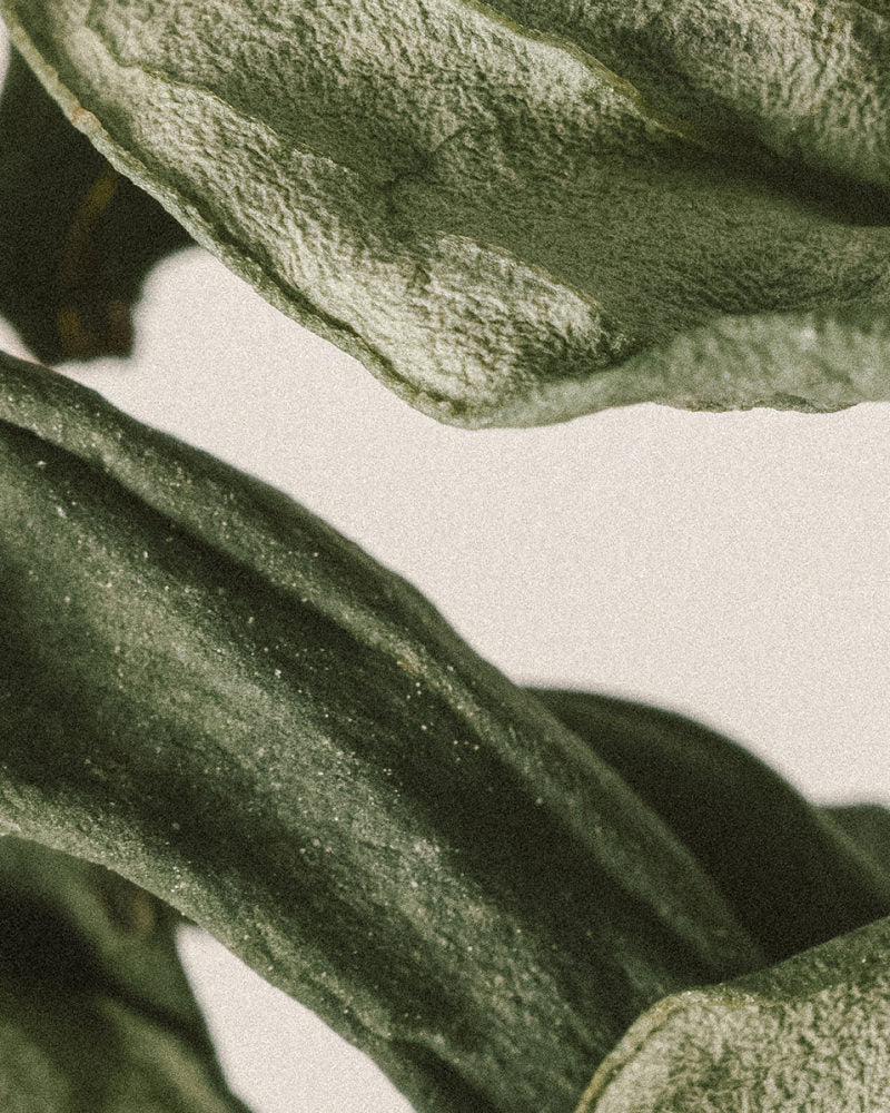 grid ingredient plants