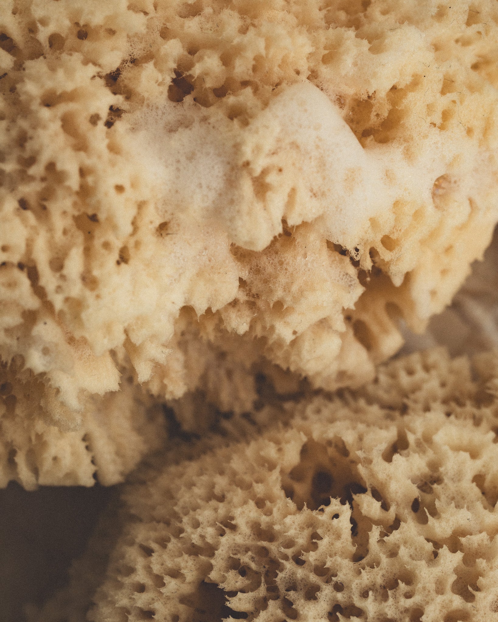 Sea sponge – 3