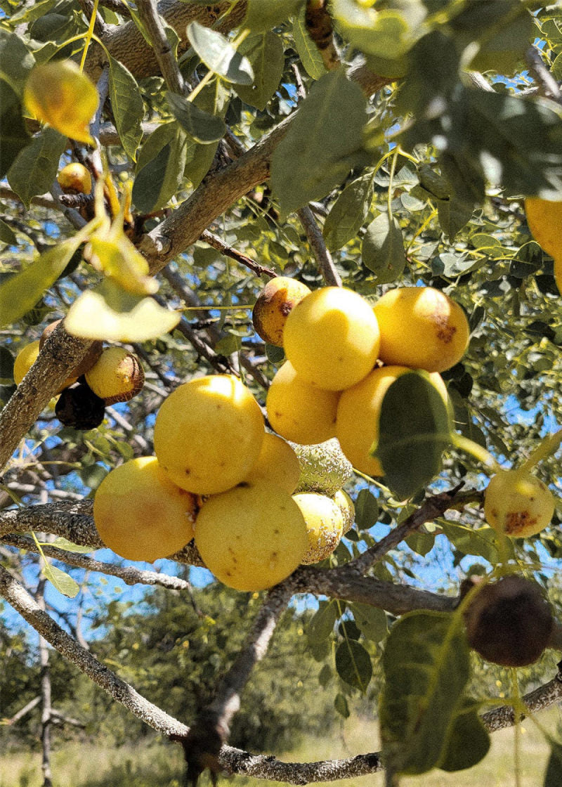 grid ingredient marula