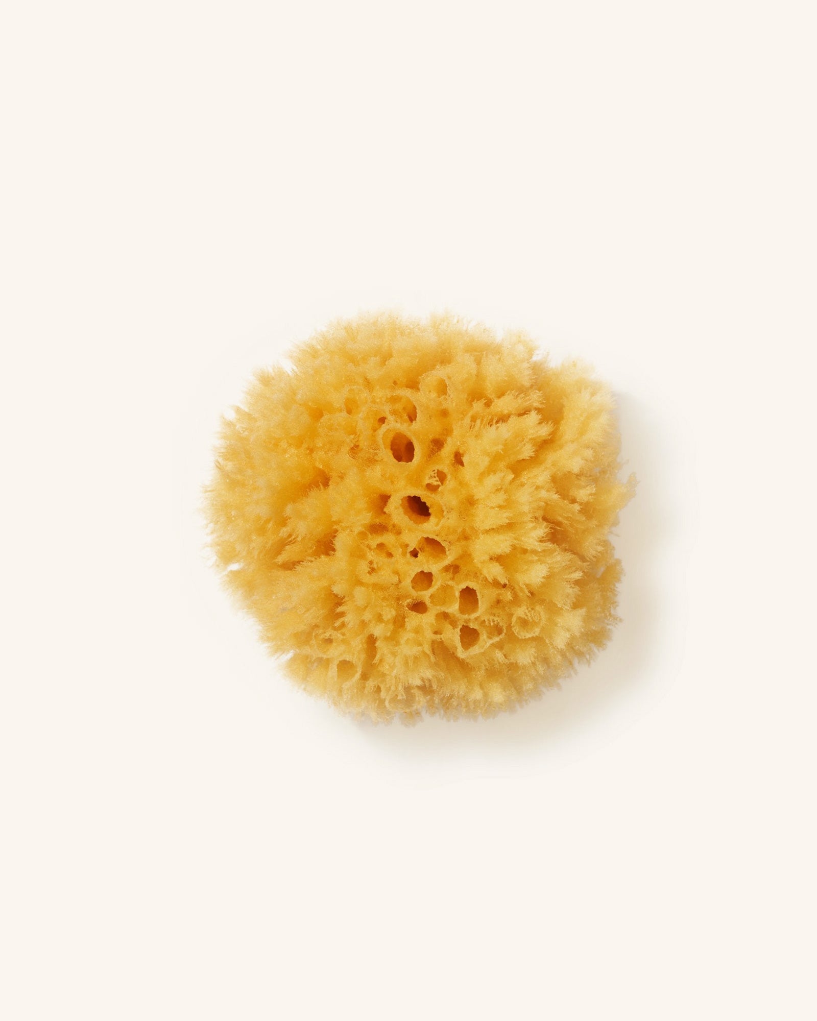 Sea sponge – 1