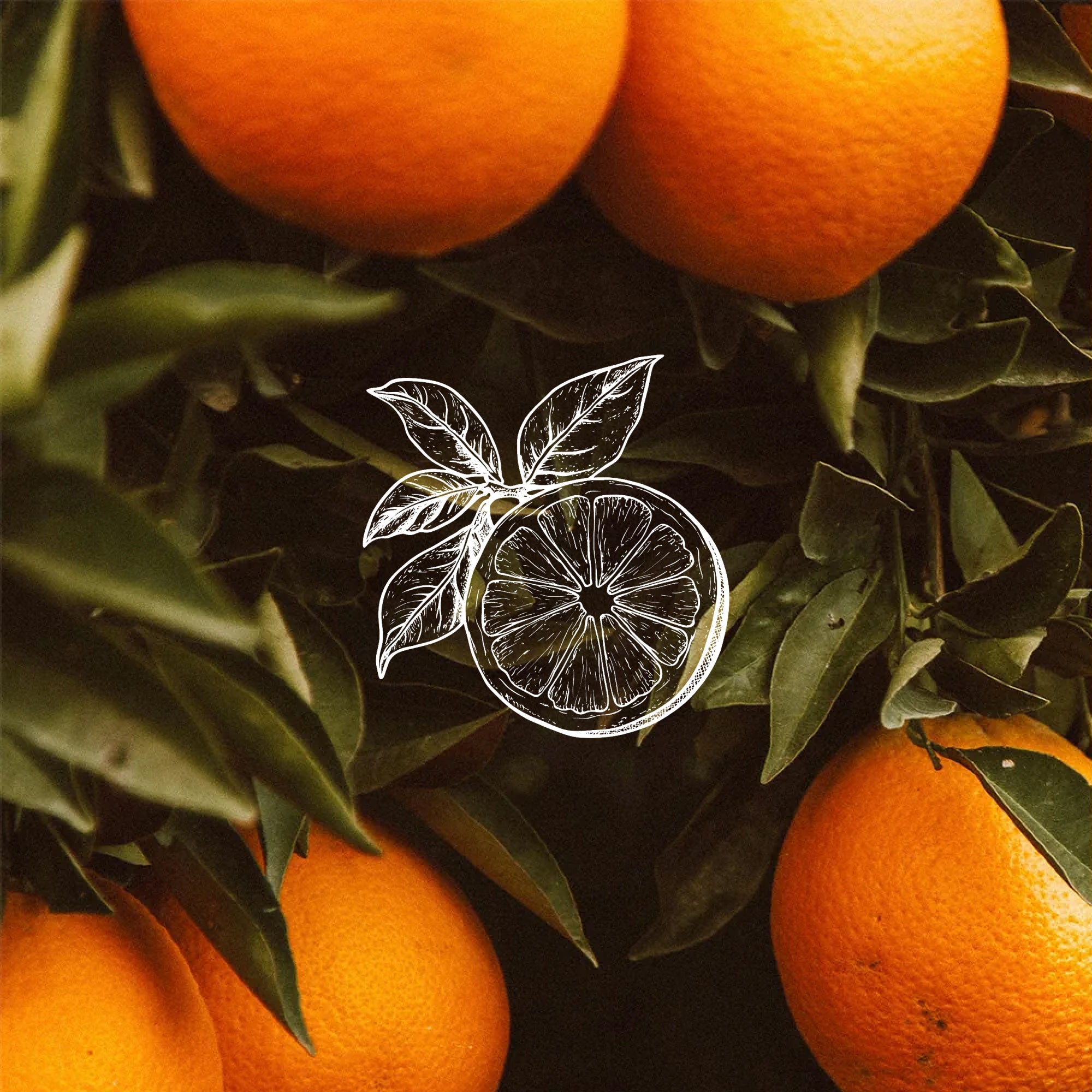 timeline ingredients vitamin c